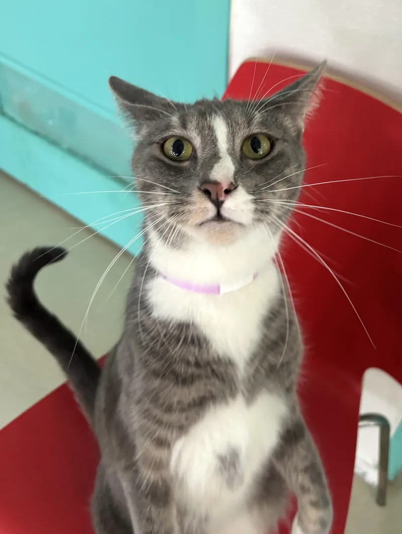 An adult medium-sized male Gray / Blue / Silver Domestic Short Hair cat named Hidden Valley for adoption in Chicago, IL