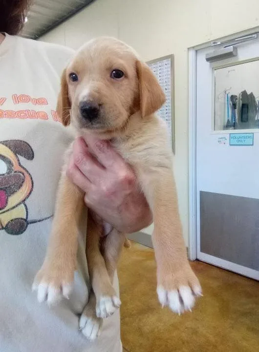A baby large-sized female Hound dog named Pear for adoption in Austin, MN