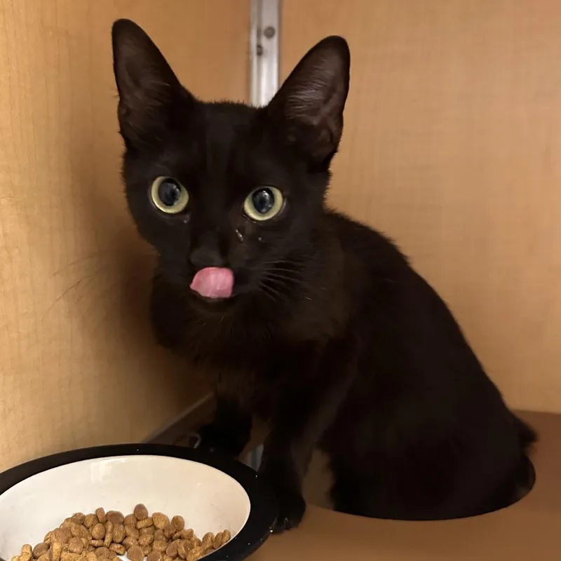 A young medium-sized female Black Domestic Short Hair cat named Phoenix for adoption in Chesapeake, VA