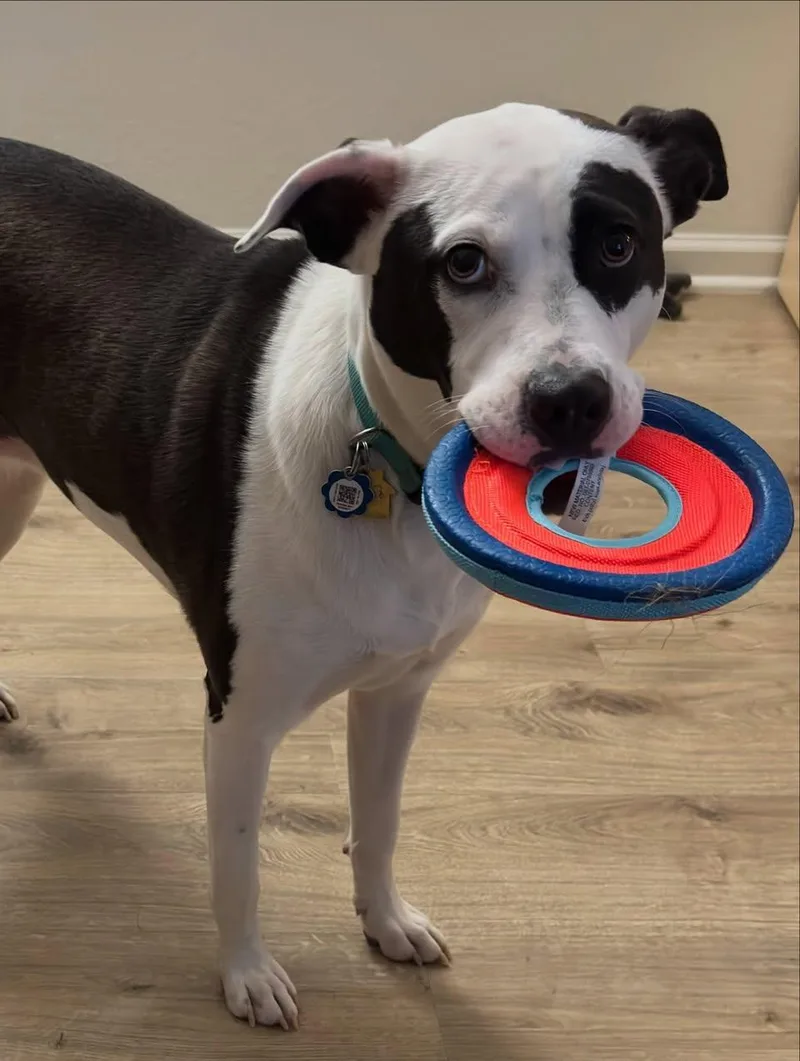 Shelby Belle thumbnail 2