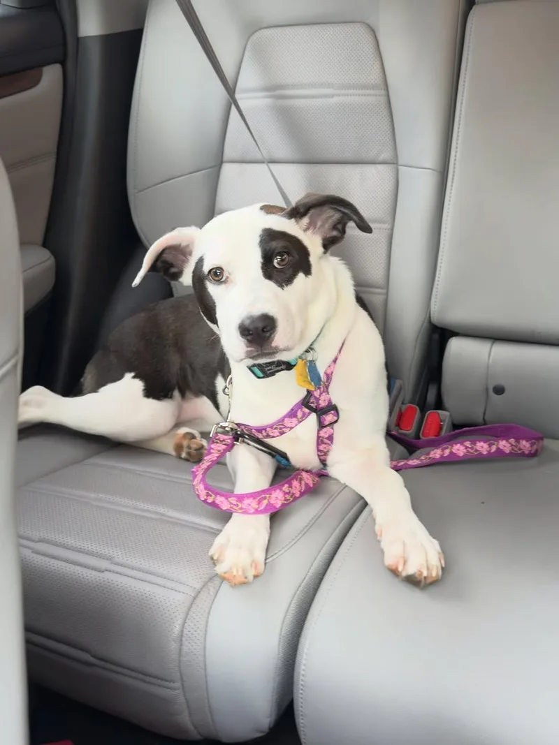 Shelby Belle thumbnail 3