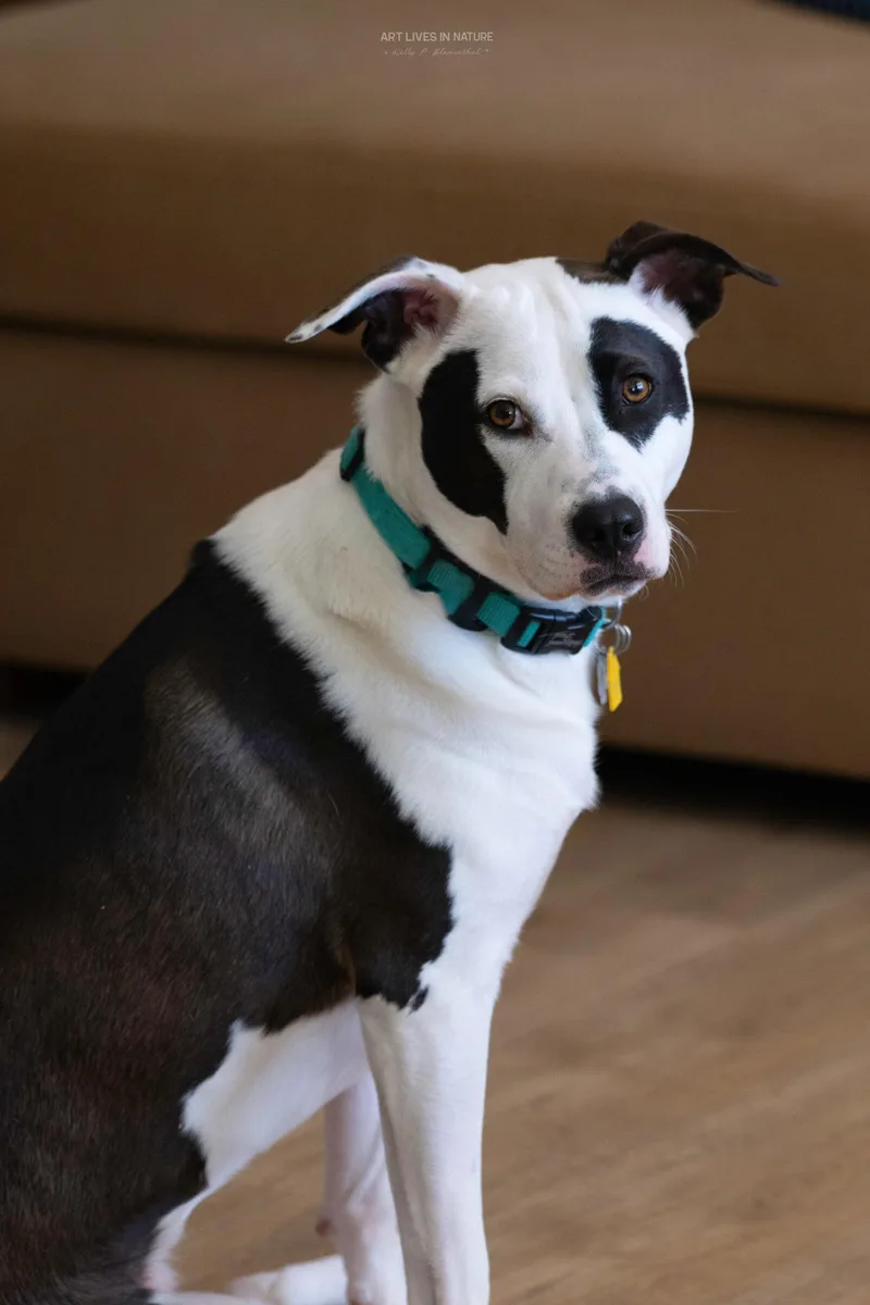 Shelby Belle thumbnail 4