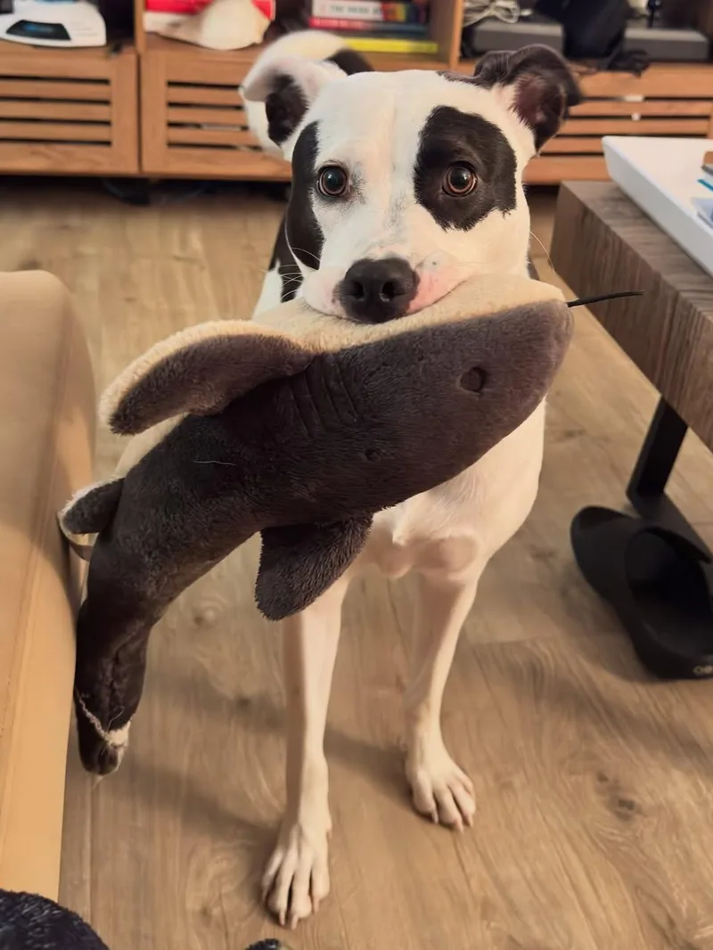 Shelby Belle thumbnail 5