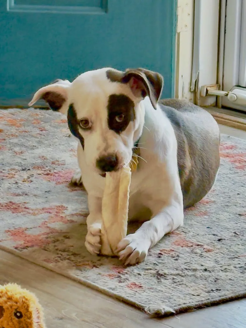 Shelby Belle thumbnail 6