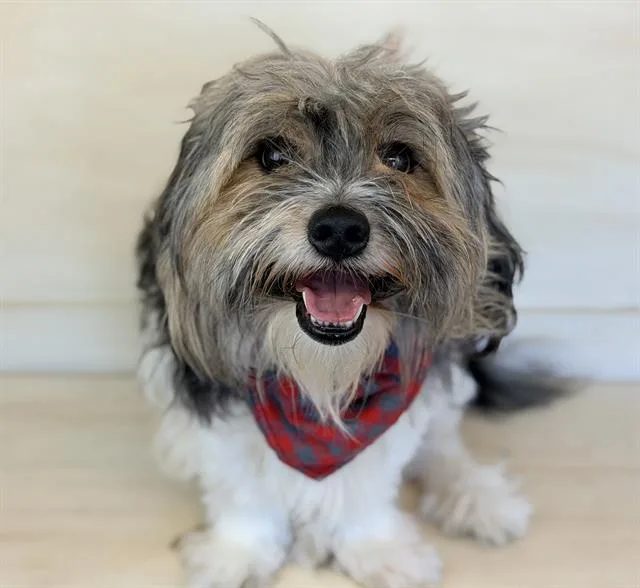 An adult medium-sized male Shih Tzu dog named Biggie for adoption in Fairfield, CA