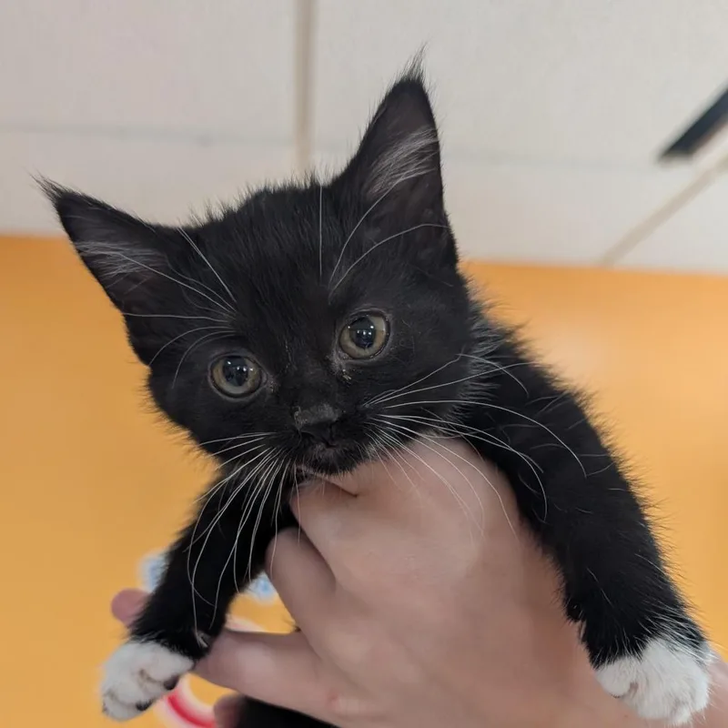 A baby small-sized female Black Domestic Short Hair cat named Stop Sign for adoption in Roselle, IL