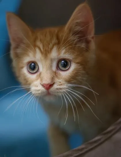 A baby small-sized female Domestic Short Hair cat named Golden for adoption in Verona, WI