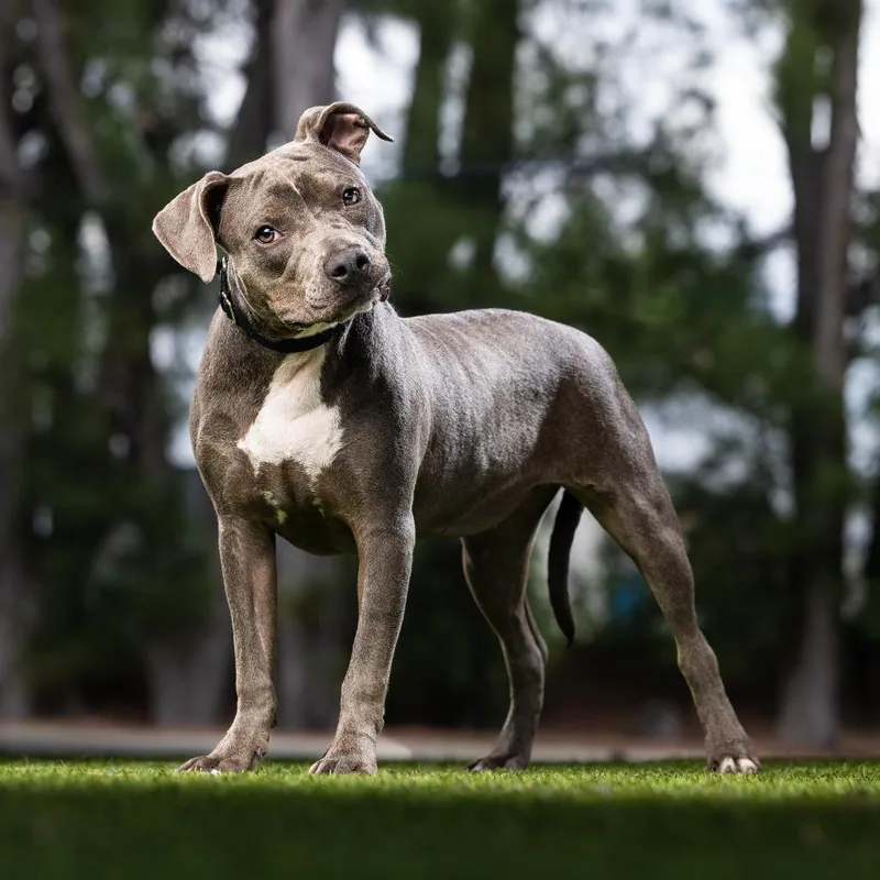 An adult medium-sized female Gray / Blue / Silver American Bulldog dog named Sunshine for adoption in Jupiter, FL