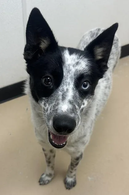 An adult medium-sized female Cattle Dog dog named Fable for adoption in Phoenix, AZ