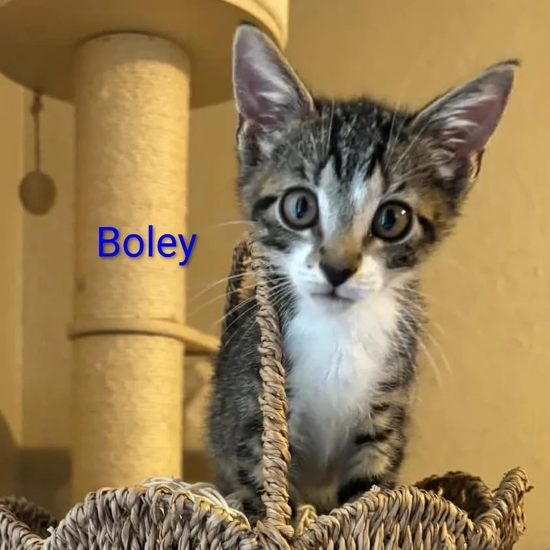 A baby small-sized male Brown / Chocolate Domestic Short Hair cat named Boley for adoption in Carmel, IN