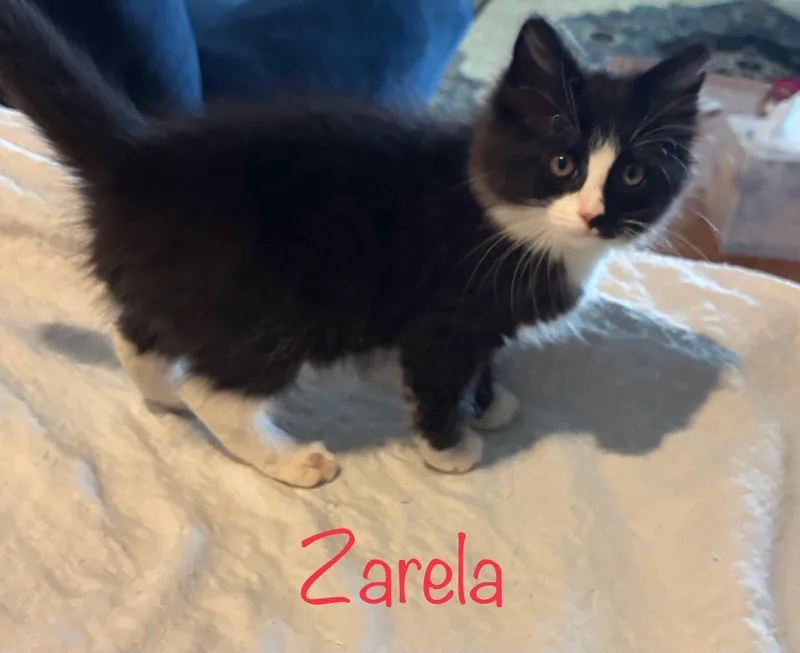 Zarela