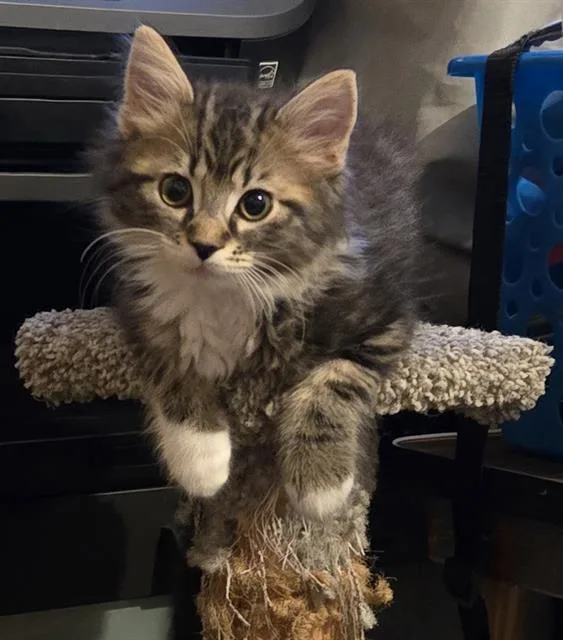 A baby small-sized female Domestic Short Hair cat named Zia for adoption in Sacramento, CA