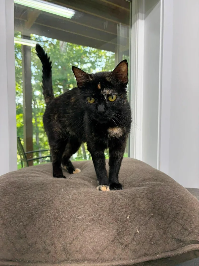 A baby small-sized female Tortoiseshell cat named Pasta for adoption in Clarksville, TN