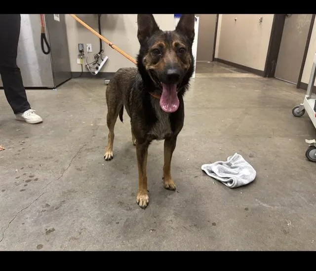 A young medium-sized female German Shepherd Dog dog named Dani for adoption in Ontario, CA