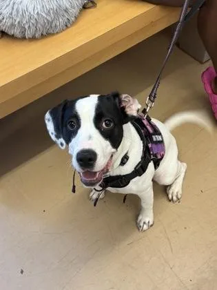 A young medium-sized female Mixed Breed dog named Yogurt for adoption in Chamblee, GA