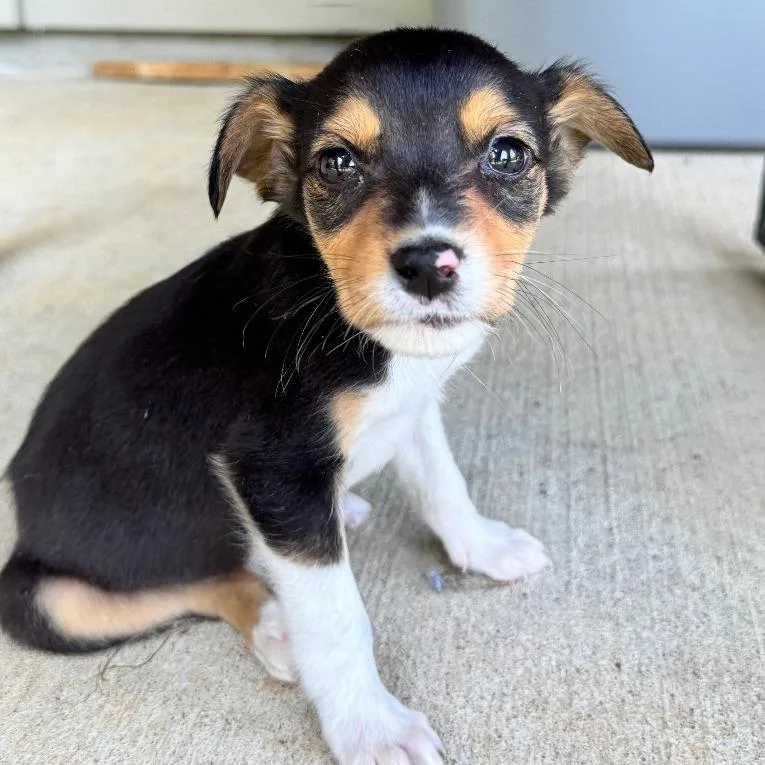 A baby medium-sized male Australian Cattle Dog / Blue Heeler dog named Joey for adoption in Little Rock, AR