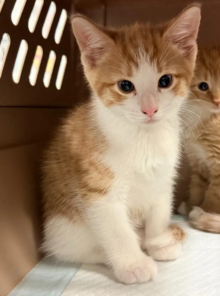 A baby small-sized male Domestic Short Hair cat named Hashbrown for adoption in Ewing, NJ