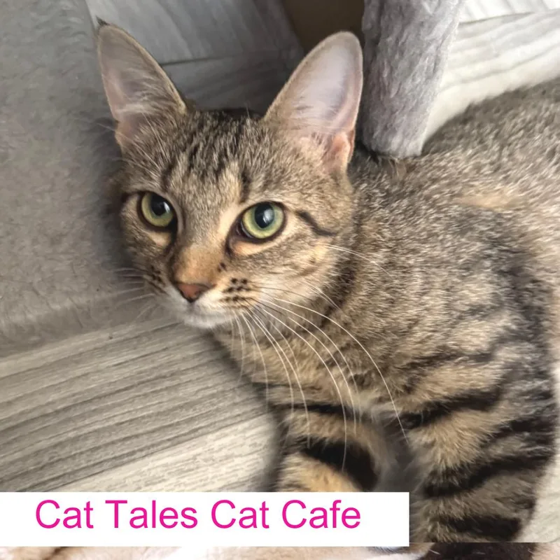 A young medium-sized female Brown / Chocolate Domestic Short Hair cat named Puff for adoption in Chapel Hill, NC