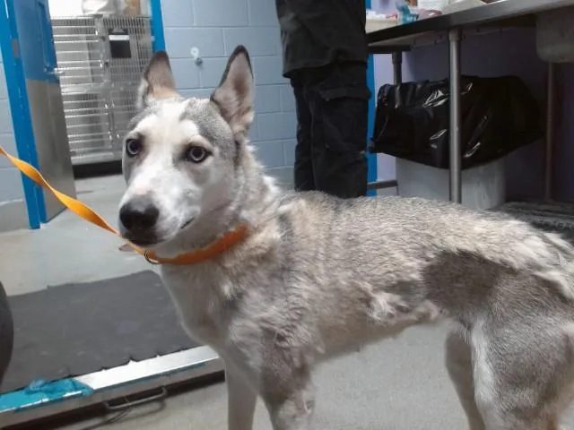 A young medium-sized female Husky dog named Sali for adoption in Albuquerque, NM
