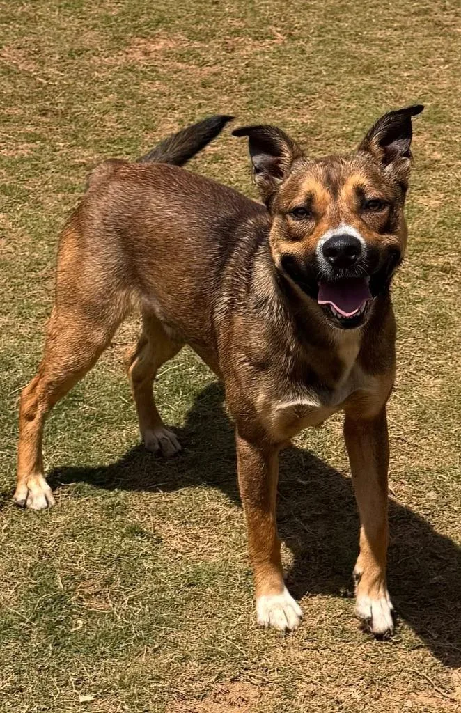 A young medium-sized male Labrador Retriever dog named Bowzer for adoption in East Ridge, TN