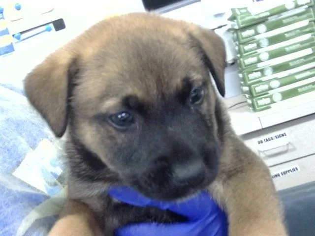 A baby medium-sized male Mixed Breed dog named Bentley for adoption in Dallas, TX