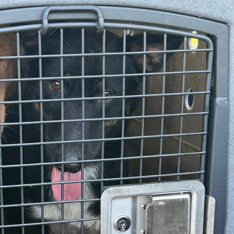 A young medium-sized male Red / Chestnut / Orange Mixed Breed dog named Chase for adoption in Lake Jackson, TX