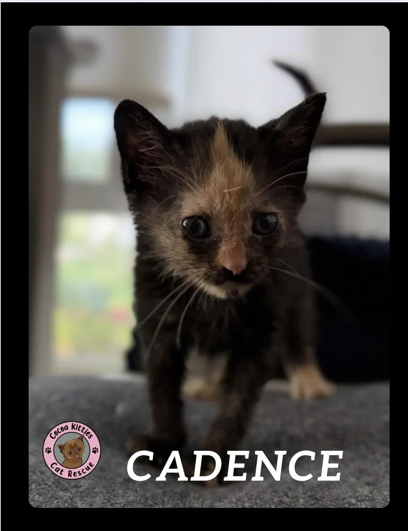 A baby small-sized female Domestic Short Hair cat named Cadence for adoption in Hershey, PA