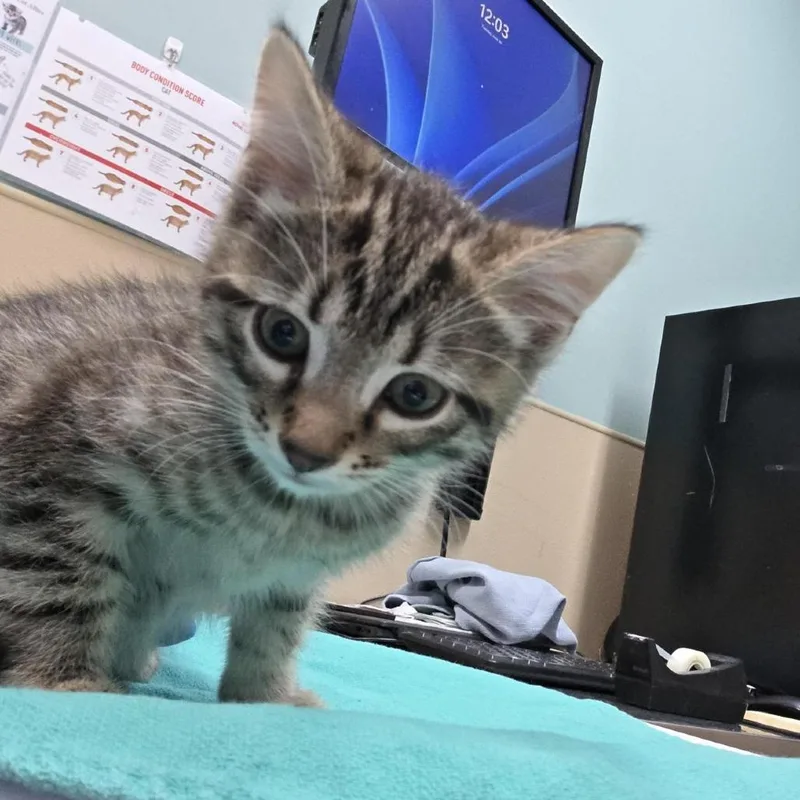 A baby small-sized male Black Domestic Short Hair cat named Colorado for adoption in Tacoma, WA