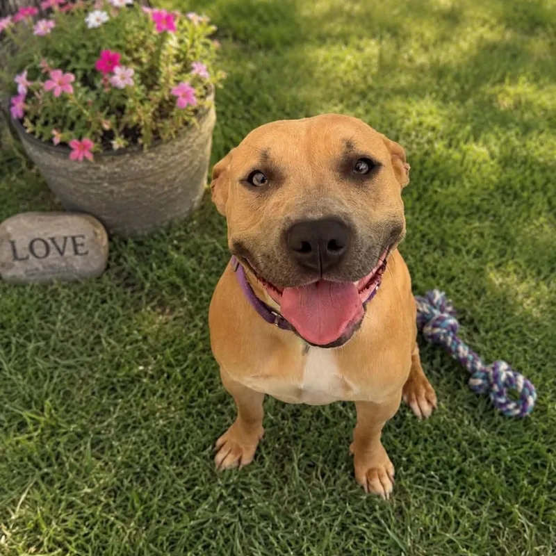 A young medium-sized female Yellow / Tan / Blond / Fawn Terrier dog named Laura for adoption in Warren, OH