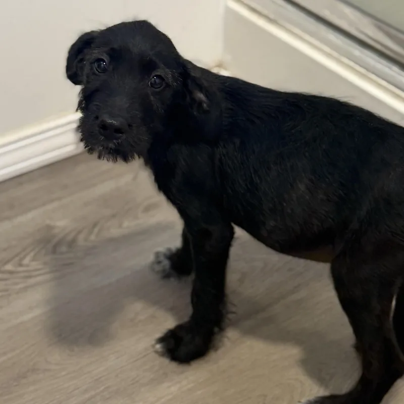 A baby small-sized male Schnoodle dog named Cove for adoption in San Diego, CA
