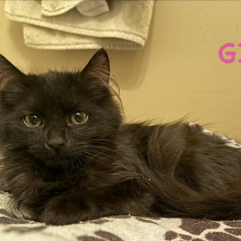 A baby small-sized female Black Domestic Long Hair cat named Sage for adoption in Long Beach, CA