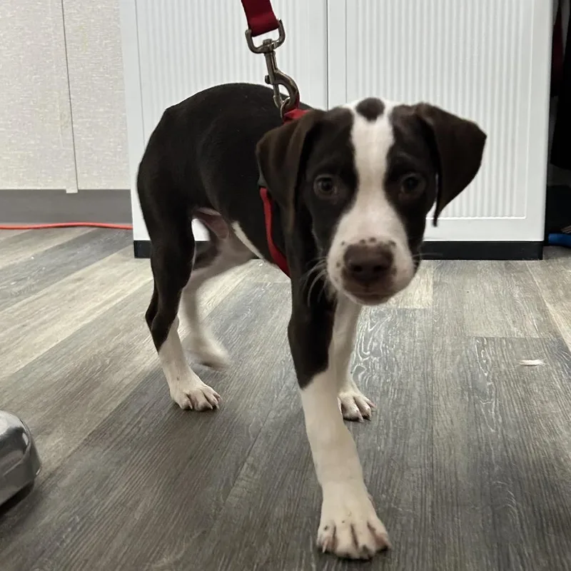 A baby small-sized male Mixed Breed dog named Banjo for adoption in Pensacola, FL