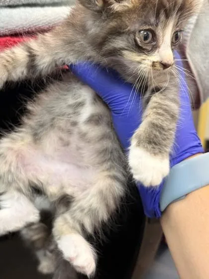 A baby small-sized male Domestic Short Hair cat named Oolong for adoption in Memphis, TN