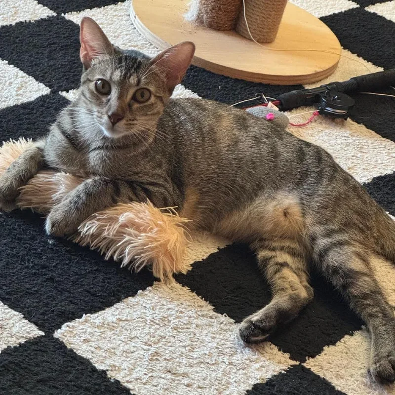 Pepper thumbnail 2