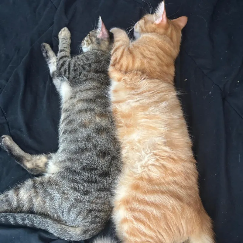 Pepper thumbnail 3