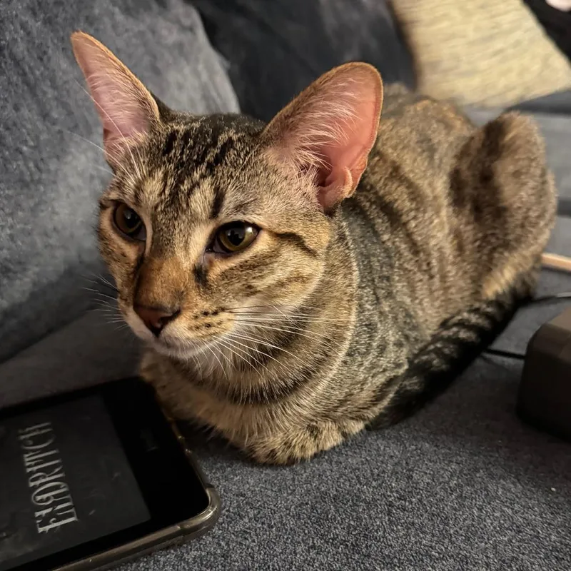 Pepper thumbnail 4