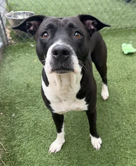 A young medium-sized female Mixed Breed dog named Cuba for adoption in Columbia, SC