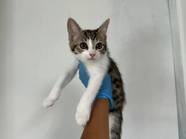 A baby small-sized male Domestic Short Hair cat named Mojo for adoption in San Bernardino, CA