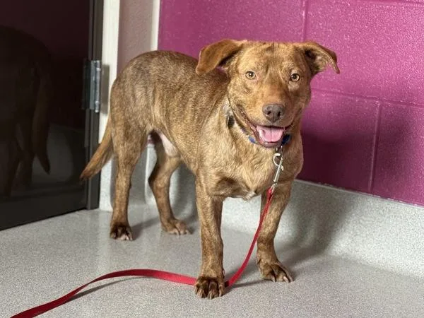 Rigatoni thumbnail 3