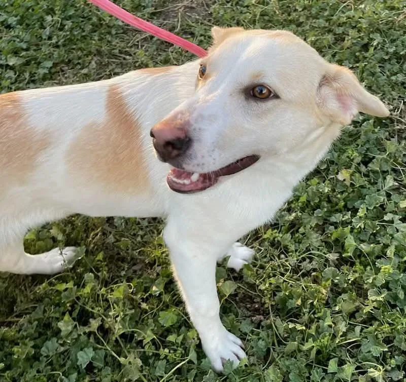 An adult medium-sized male Mixed Breed dog named Nemo for adoption in Polson, MT