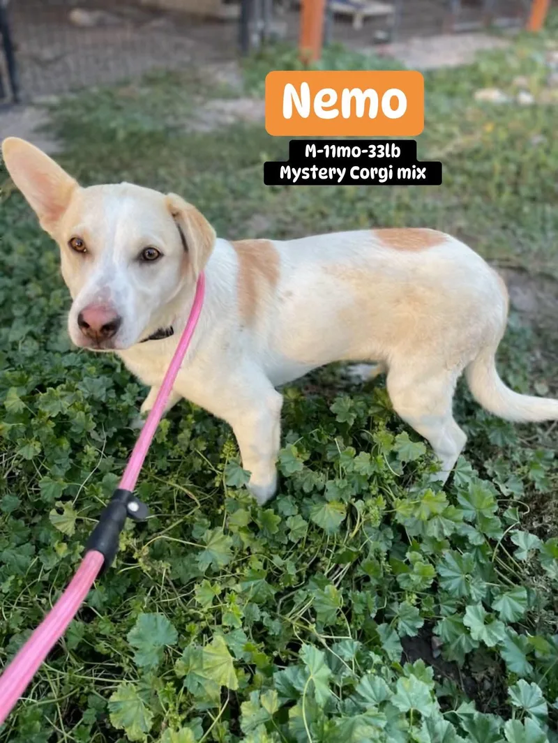 Nemo thumbnail 3