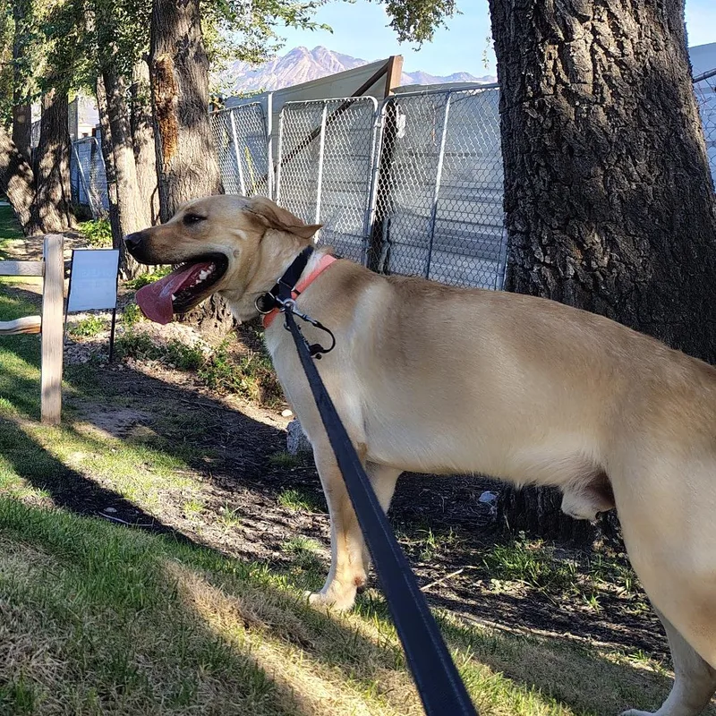 A young large-sized male Labrador Retriever dog named Tonka for adoption in Murray, UT