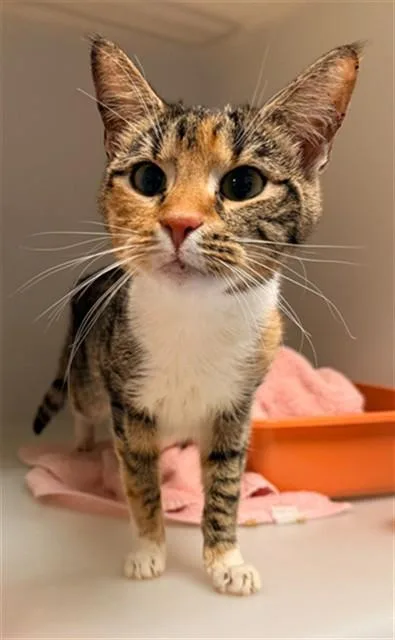 An adult medium-sized female Domestic Short Hair cat named Siena for adoption in Statesville, NC
