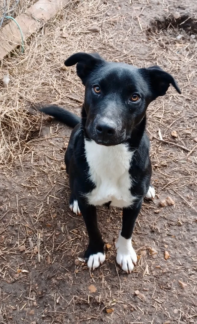 An adult medium-sized female Black Labrador Retriever dog named Bonnie for adoption in Manchester, NH