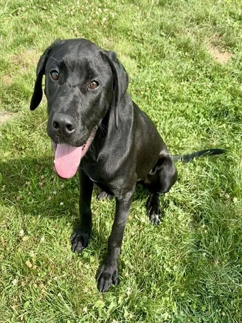 A young medium-sized male Great Dane dog named Gully for adoption in Kalamazoo, MI