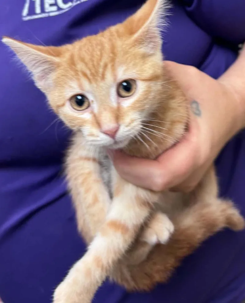 A baby small-sized female Domestic Short Hair cat named Raven for adoption in Tappahannock, VA