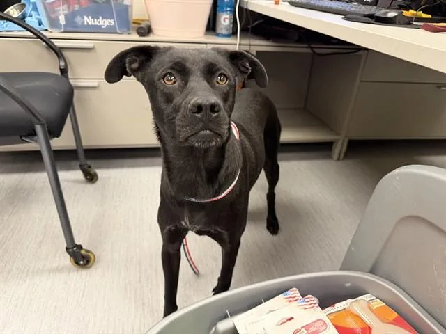 An adult medium-sized female Labrador Retriever dog named Akali for adoption in Colorado Springs, CO