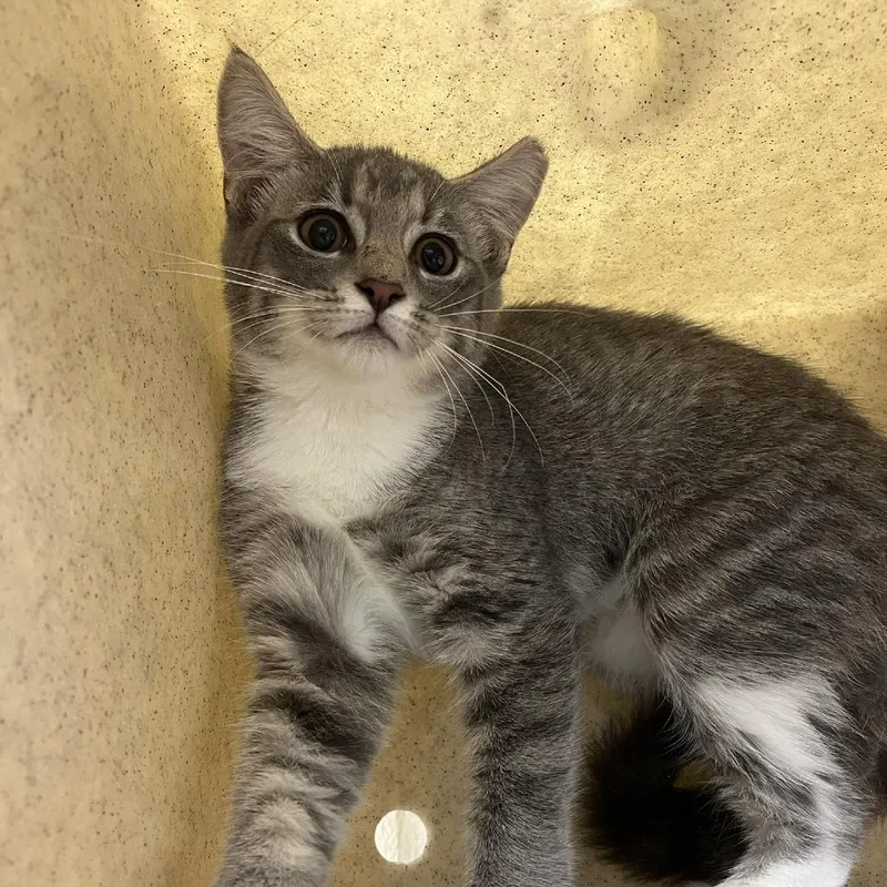 A baby small-sized female Gray / Blue / Silver Domestic Short Hair cat named Enoki for adoption in Lyndhurst, VA
