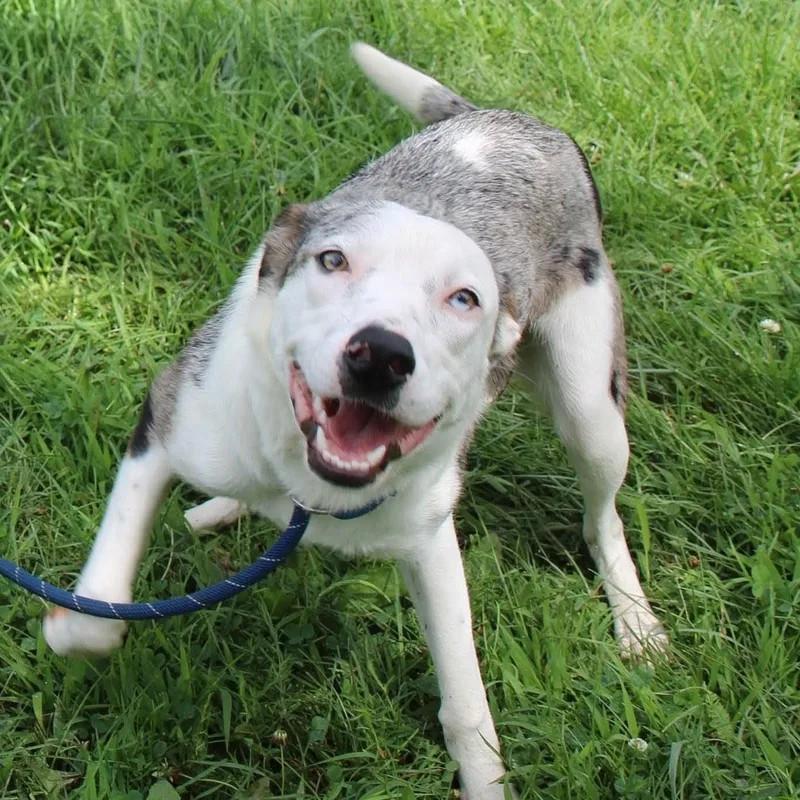 A baby medium-sized female White / Cream Catahoula Leopard Dog dog named Emma for adoption in Plain City, OH