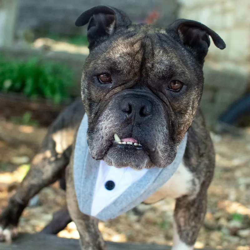 An adult medium-sized male Brindle Bulldog dog named Riff Raff for adoption in House Springs, MO